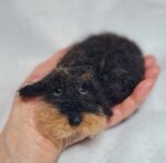 bassottino-accoccolato