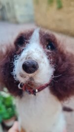 springer-spaniel