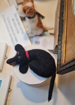 bassottino-pelo-corto-accoccolato