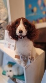 springer-spaniel
