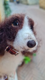 springer-spaniel