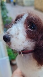 springer-spaniel