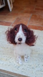springer-spaniel
