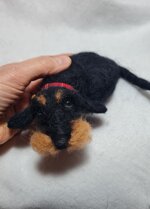 bassotto-accoccolato-nero