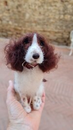 springer-spaniel