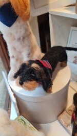 bassotto-pelo-duro-nero