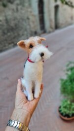 fox-terrier