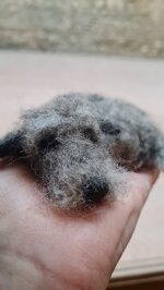 piccolo-deerhound-addormentato-small-sleeping-deerhound