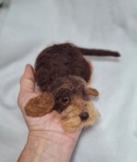 bassottino-cioccolato-accoccolato