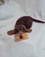 bassottino-cioccolato-accoccolato