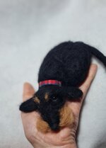 bassotto-accoccolato-nero