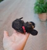 bassottino-accoccolato