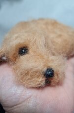 bassottino-foglia-secca-accoccolato