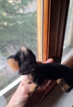 bassotto-pelo-duro-nero