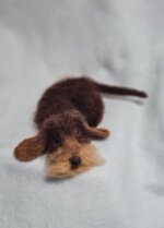 bassottino-cioccolato-accoccolato