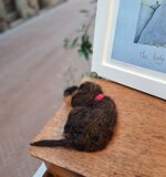 bassottino-accoccolato