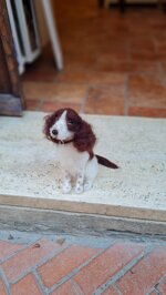 springer-spaniel