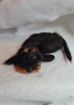 bassottino-accoccolato