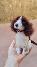 springer-spaniel