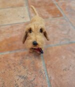 bassotto-foglia-secca