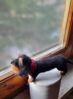 bassotto-pelo-duro-nero