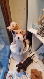 fox-terrier