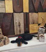 bassottino-pelo-corto-accoccolato