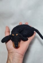 bassottino-pelo-corto-accoccolato