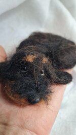 bassottino-accoccolato