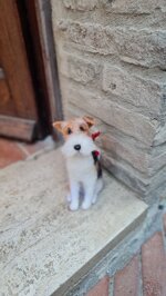 fox-terrier