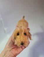 bassotto-foglia-secca