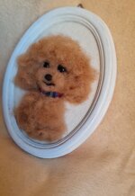 barboncino-in-cornice