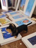 bassotto-pelo-duro-nero