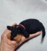 bassotto-accoccolato-nero