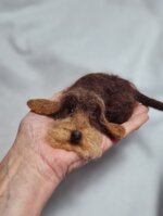 bassottino-cioccolato-accoccolato