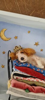 la-principessa-sul-pisello-the-princess-and-the-pea