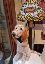 setter-bianco-arancio