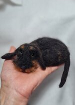 bassottino-accoccolato