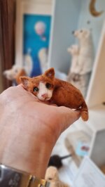gattino-rosso-accoccolato