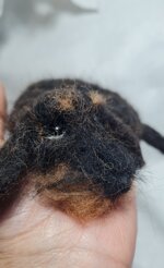 bassottino-accoccolato