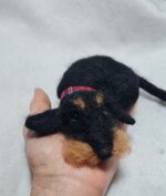 bassotto-accoccolato-nero