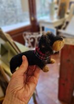 bassotto-pelo-duro-nero