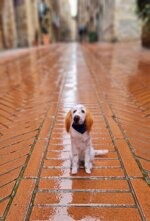 setter-bianco-arancio