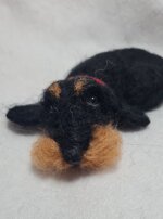 bassotto-accoccolato-nero