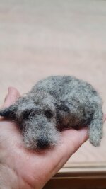 piccolo-deerhound-addormentato-small-sleeping-deerhound