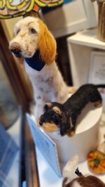 bassotto-pelo-duro-nero