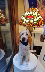 setter-bianco-arancio
