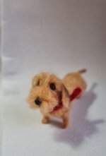 bassotto-foglia-secca