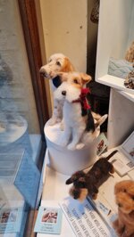 fox-terrier