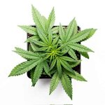 mango-sapphire-pianta-di-marijuana-ornamentale